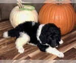 Small Photo #10 Poodle (Standard) Puppy For Sale in BELLA VISTA, AR, USA