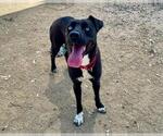Small #1 American Pit Bull Terrier Mix