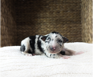 Australian Shepherd Puppy for Sale in UNIONVILLE, Iowa USA