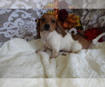 Small #10 Dachshund