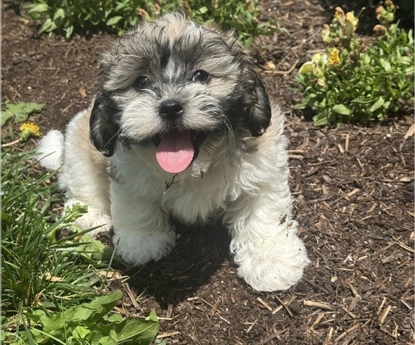Medium Photo #5 Zuchon Puppy For Sale in CANOGA, NY, USA