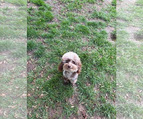 Medium Photo #2 Poodle (Toy) Puppy For Sale in Marine City, MI, USA