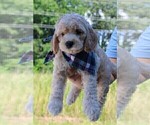 Small Photo #42 Goldendoodle Puppy For Sale in TIMBERLAKE, NC, USA