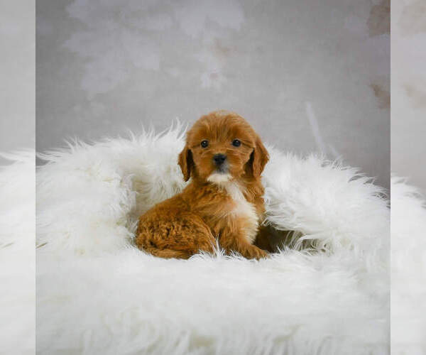 Medium Photo #6 Goldendoodle (Miniature) Puppy For Sale in ITASCA, TX, USA