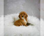 Small Photo #6 Goldendoodle (Miniature) Puppy For Sale in ITASCA, TX, USA