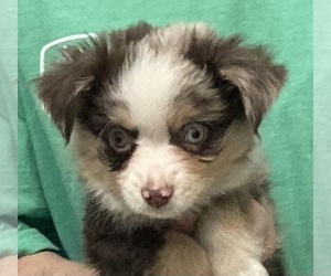 Miniature Australian Shepherd Puppy for sale in FORT MORGAN, CO, USA