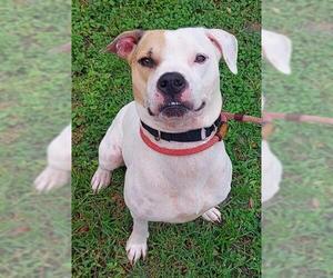 American Staffordshire Terrier Dogs for adoption in Fort Lauderdale, FL, USA