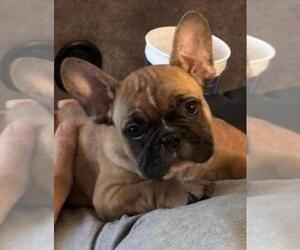 French Bulldog Puppy for sale in SCOTTSDALE, AZ, USA