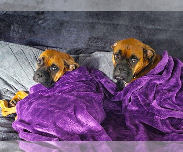 Medium Photo #2 Boxer Puppy For Sale in Austin, TX, USA