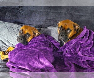 Lucy IX - Female Boxer Dog for Adoption - Photo #2