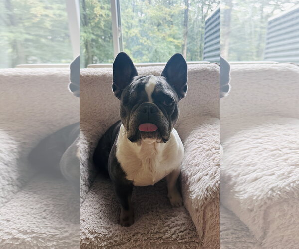 Medium Photo #3 French Bulldog Puppy For Sale in St. Louis Park, MN, USA