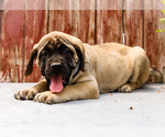 Puppy Harley Mastiff