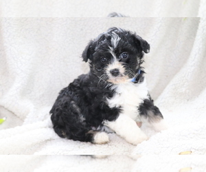 Aussie-Poo Puppy for sale in SHILOH, OH, USA