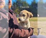 Small #2 Labrador Retriever Mix