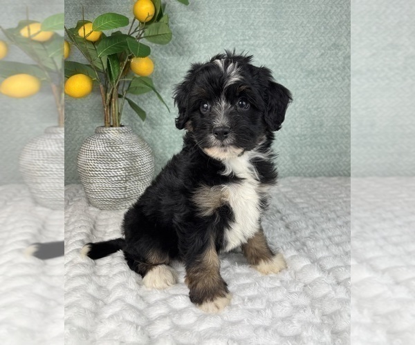 Medium Photo #5 Bernedoodle (Miniature) Puppy For Sale in FRANKLIN, IN, USA