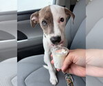 Small #1 American Pit Bull Terrier-American Staffordshire Terrier Mix