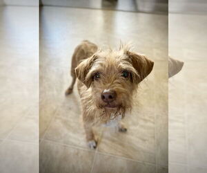 Lucy - Female Mutt Dog for Adoption - Photo #5