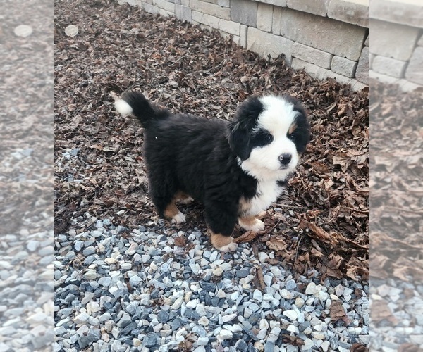 Medium Photo #1 Bernese Mountain Dog Puppy For Sale in THOMASVILLE, PA, USA