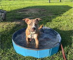 Small #1 American Pit Bull Terrier Mix
