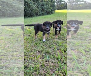 Australian Shepherd Puppy for sale in SOUTH HILL, VA, USA