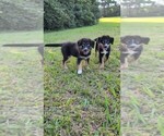 Image preview for Ad Listing. Nickname: Ravens pups