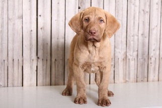Chesapeake Bay Retriever Puppy for sale in MOUNT VERNON, OH, USA
