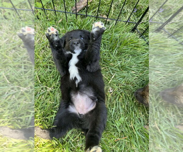 Medium Photo #1 Colonial Cocker Spaniel-Unknown Mix Puppy For Sale in Aurora, IN, USA