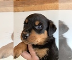 Small Photo #13 Rottweiler Puppy For Sale in OAK GLEN, CA, USA