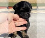 Small #2 Brussels Griffon