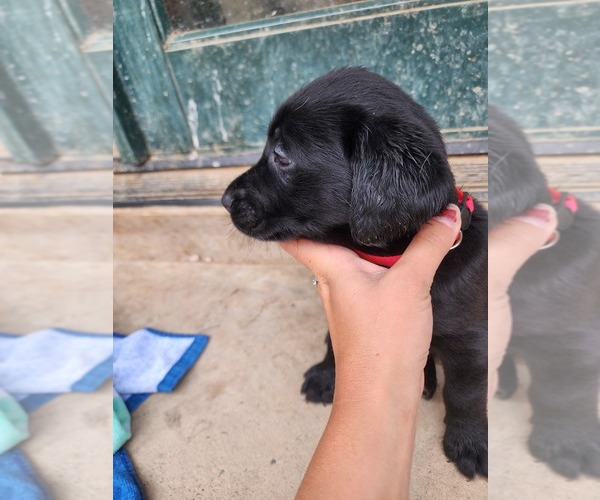 Medium Photo #5 Labrador Retriever Puppy For Sale in GRAND JUNCTION, CO, USA