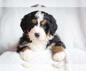 Bernedoodle Puppy for sale in BARNESVILLE, GA, USA