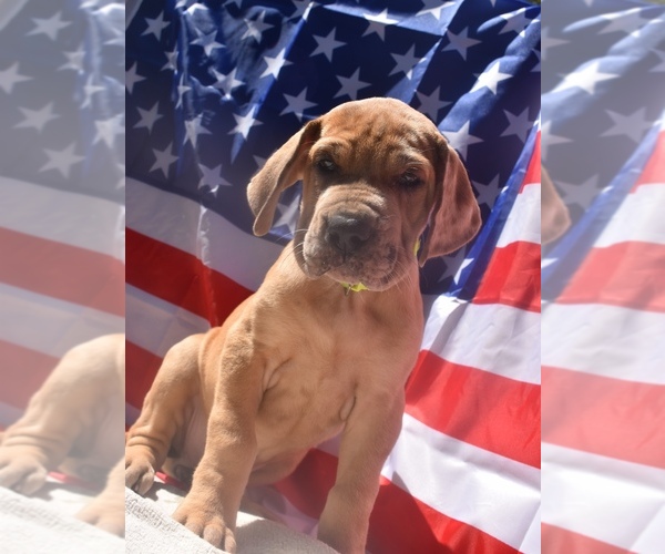 Medium Photo #1 Great Dane Puppy For Sale in ALVARADO, TX, USA