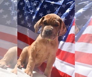 Great Dane Puppy for sale in ALVARADO, TX, USA