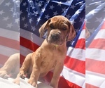 Small Great Dane