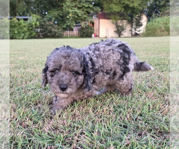 Medium Photo #4 Aussiedoodle Puppy For Sale in WILLS POINT, TX, USA
