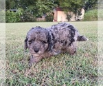 Small #3 Aussiedoodle