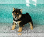 Small Shiba Inu