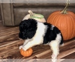 Small Photo #21 Poodle (Standard) Puppy For Sale in BELLA VISTA, AR, USA