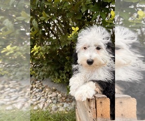 Bernedoodle (Miniature) Puppy for sale in MIDDLEBURY, IN, USA