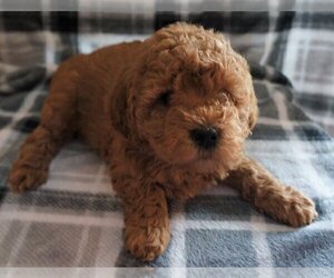 Goldendoodle-Poodle (Toy) Mix Puppy for sale in BOON, MI, USA
