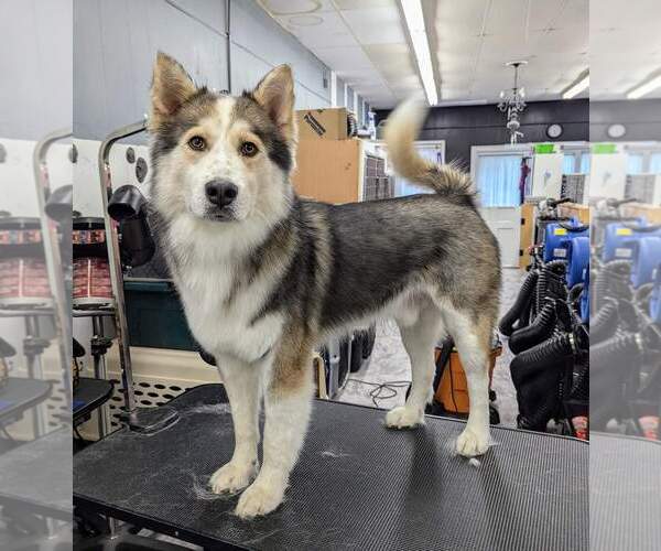 Medium Photo #8 Siberian Husky Puppy For Sale in Holly Springs, NC, USA