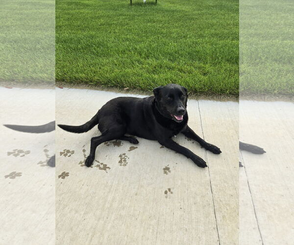 Medium Photo #3 Labrador Retriever-Unknown Mix Puppy For Sale in Minneapolis, MN, USA