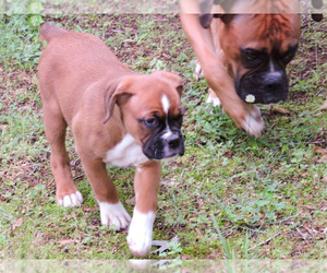 Boxer Puppy for sale in CHESNEE, SC, USA