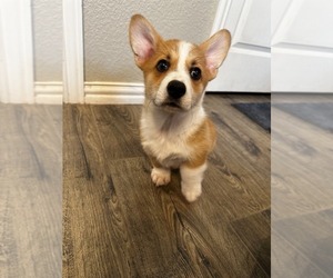 Pembroke Welsh Corgi Puppy for sale in GODLEY, TX, USA