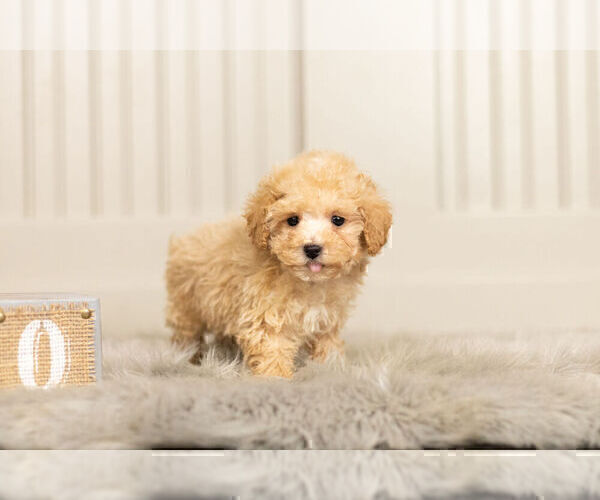 Medium Photo #3 Maltipoo Puppy For Sale in WARSAW, IN, USA