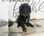 Puppy Burgundy Boy Labradoodle-Poodle (Miniature) Mix