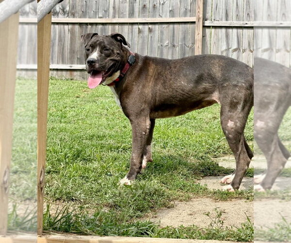 Medium Photo #5 Mutt Puppy For Sale in Springdale, PA, USA