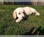 Small Photo #1 Golden Retriever Puppy For Sale in PORTLAND, OR, USA