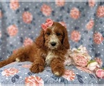 Small Photo #7 Cavapoo Puppy For Sale in KINZERS, PA, USA