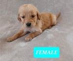 Small Photo #3 Golden Retriever Puppy For Sale in EARLY BRANCH, SC, USA